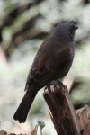 Swainson's Sparrow (Passer swainsonii)