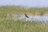 African Jacana (Actophilornis africanus)