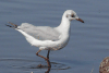 Black-headed Gull (Chroicocephalus ridibundus)