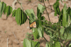 Dorippus Tiger (Danaus chrysippus dorippus)