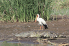 Yellow-billed Stork (Mycteria ibis)