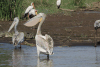 Pelecanus onocrotalus