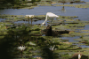 Little Blue Heron (Egretta caerulea)