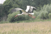 European White Stork (Ciconia ciconia ciconia)