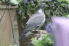 European Wood Pigeon (Columba palumbus palumbus)