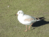Black-headed Gull (Chroicocephalus ridibundus)