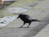 Western Carrion Crow (Corvus corone corone)