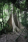 Ofram Tree (Terminalia superba)