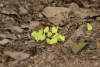 Forest Grass Yellow (Eurema senegalensis)