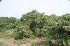 Cashew Tree (Anacardium occidentale)