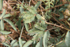 Sensitive Plant (Mimosa pudica)