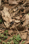 Dark Blue Pansy ssp. oenone (Junonia oenone oenone)