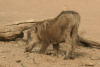 Northern Warthog (Phacochoerus africanus africanus)