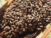 Close-up Frame Honeycomb Lots