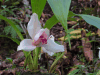 Lycaste skinneri