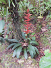 Bromeliad