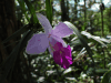 Bamboo Orchid (Arundina graminifolia)