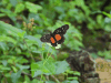 Crimson Patch (Chlosyne janais)