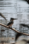 Chloroceryle amazona