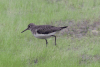 Solitary Sandpiper (Tringa solitaria)