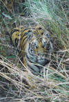 Bengal Tiger (Panthera tigris tigris)