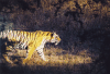 Bengal Tiger (Panthera tigris tigris)