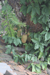 Jackfruit (Artocarpus heterophyllus)