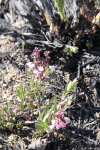 Milkwort (Polygala sp.)