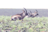 Southern Roan Antelope (Hippotragus equinus equinus)