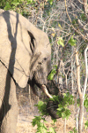 Close-up Feeding Elephant