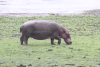 Hippopotamus (Hippopotamus amphibius)