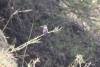 Corythornis cristatus