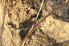 Corythornis cristatus
