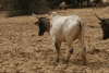 Zebu Cattle