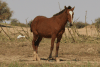 Horse Shore Niger River