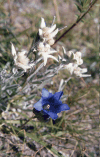 Edelweiss (Leontopodium nivale)