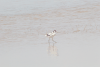 Recurvirostra avosetta