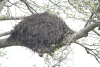 Close-up Common Hamerkop Nest