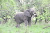 Agitated Elephant