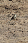 Common Cape Wagtail (Motacilla capensis capensis)