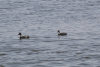 Cape Teal (Anas capensis)