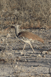 Southern Kori Bustard (Ardeotis kori kori)