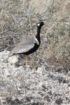 Far-northern Black Korhaan (Afrotis afraoides etoschae)