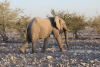 African Bush Elephant (Loxodonta africana)