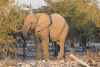 African Bush Elephant (Loxodonta africana)