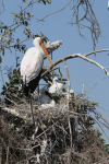 Yellow-billed Stork (Mycteria ibis)