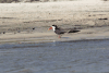 African Skimmer (Rynchops flavirostris)