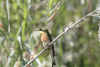 Little Bee-eater ssp. argutus (Merops pusillus argutus)