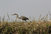 Western Purple Heron (Ardea purpurea purpurea)