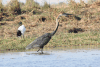 Goliath Heron (Ardea goliath)